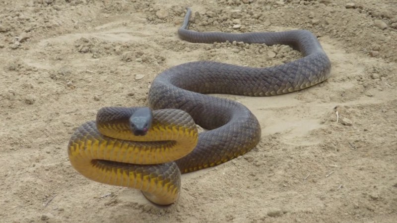 Тайпан (Oxyuranus scutellatus)