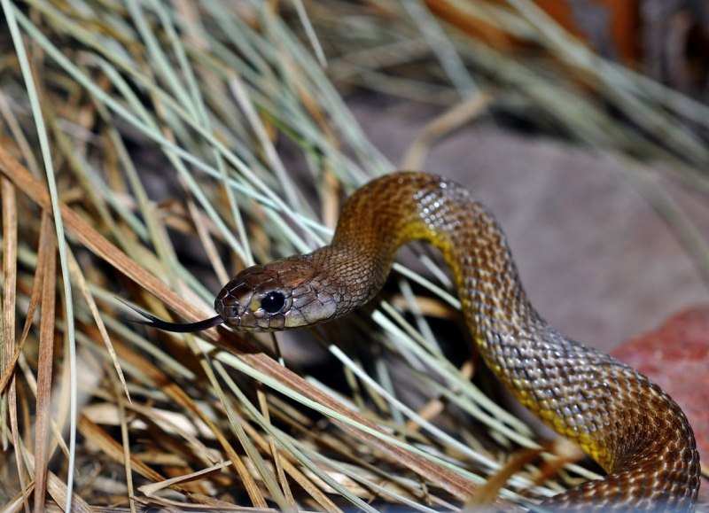 Тайпан (Oxyuranus scutellatus)