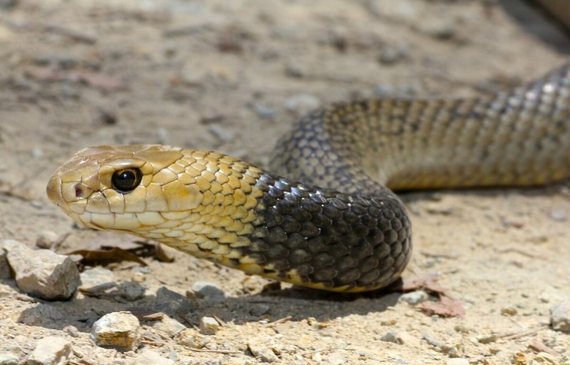 (Oxyuranus microlepidotus) змея