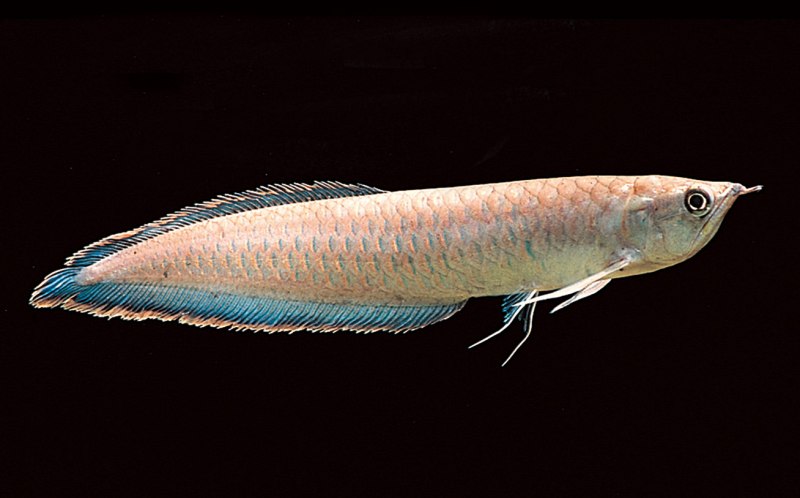 Арована Южноамериканская Osteoglossum bicirrhosum