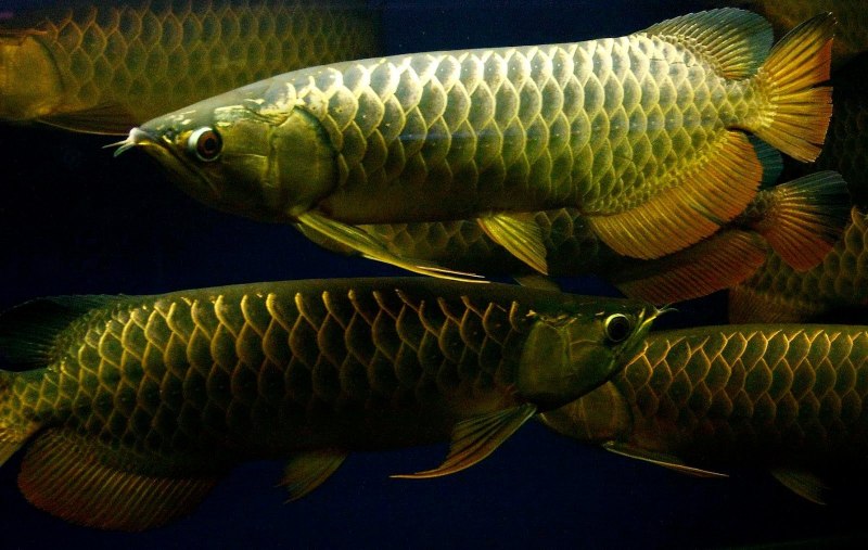 Red Tail Golden Arowana
