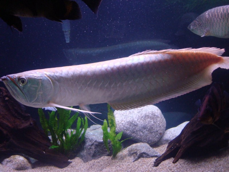 Аравана Osteoglossum bicirrhosum