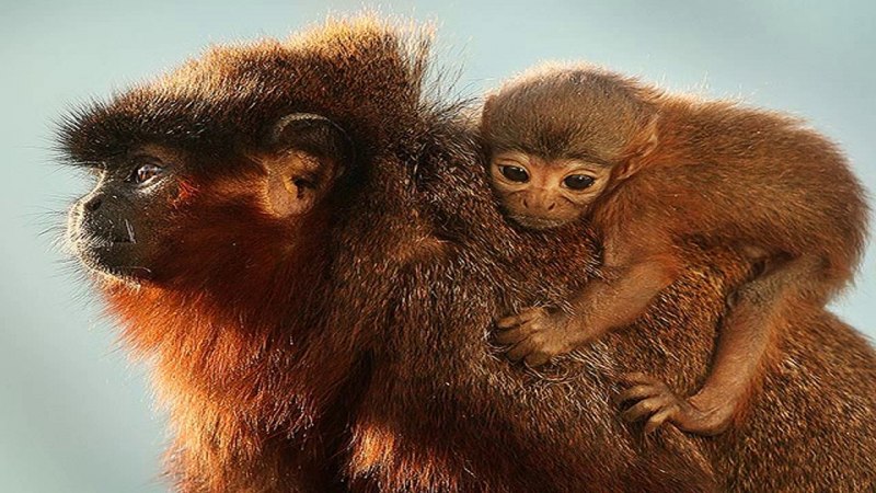 Обезьяна Ревун Южной Америки