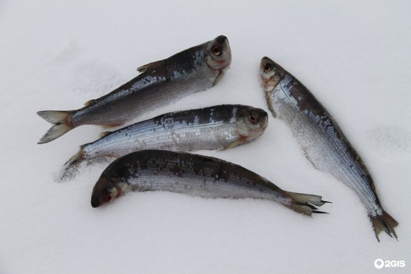 Сибирский хариус - Thymallus arcticus