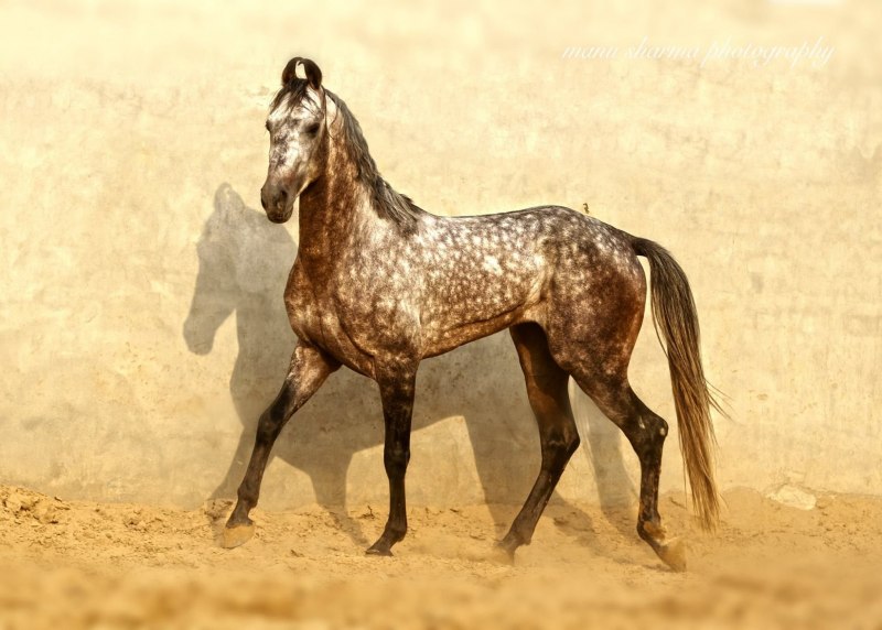 Индийская лошадь марвари (62 фото)
