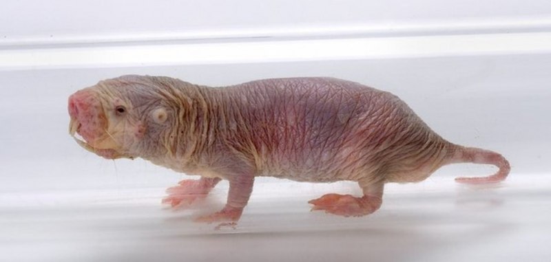 Голый землекоп (Heterocephalus Glaber)