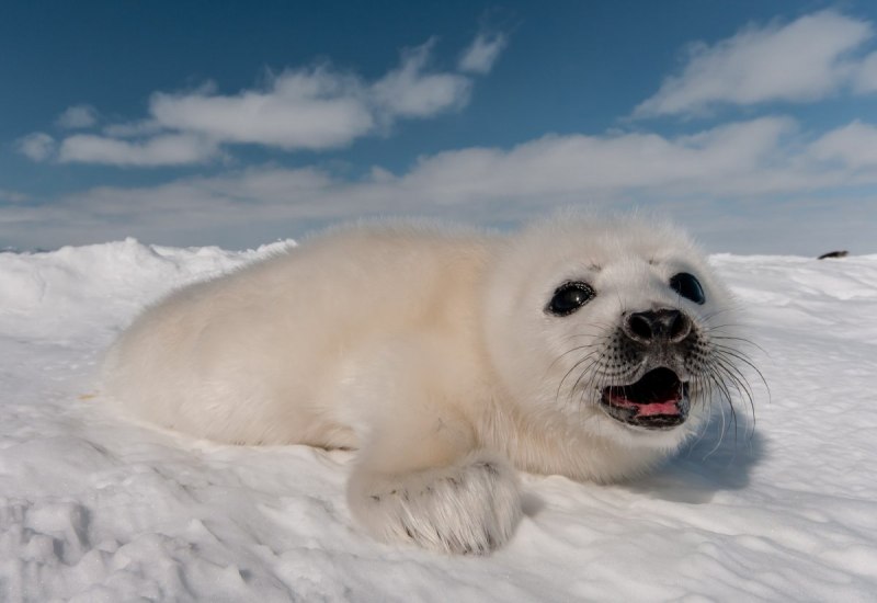 Гренландский тюлень (63 фото)