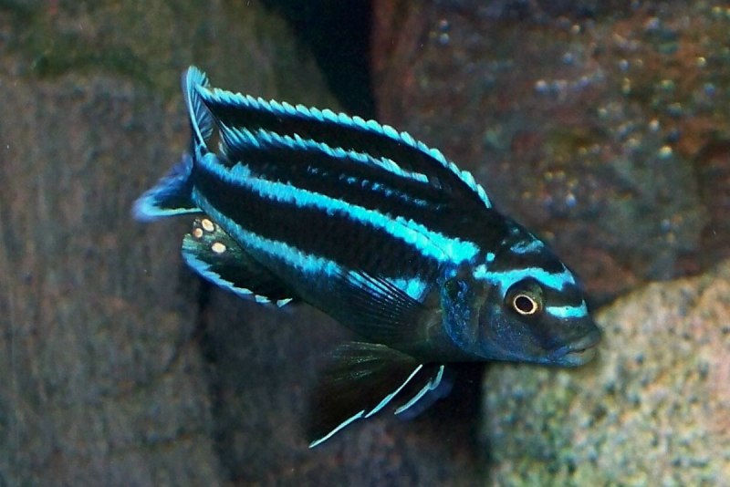 Меланохромис ауратус (Melanochromis auratus)