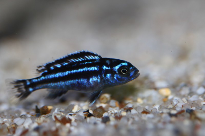 Pseudotropheus cyaneorhabdos Maingano