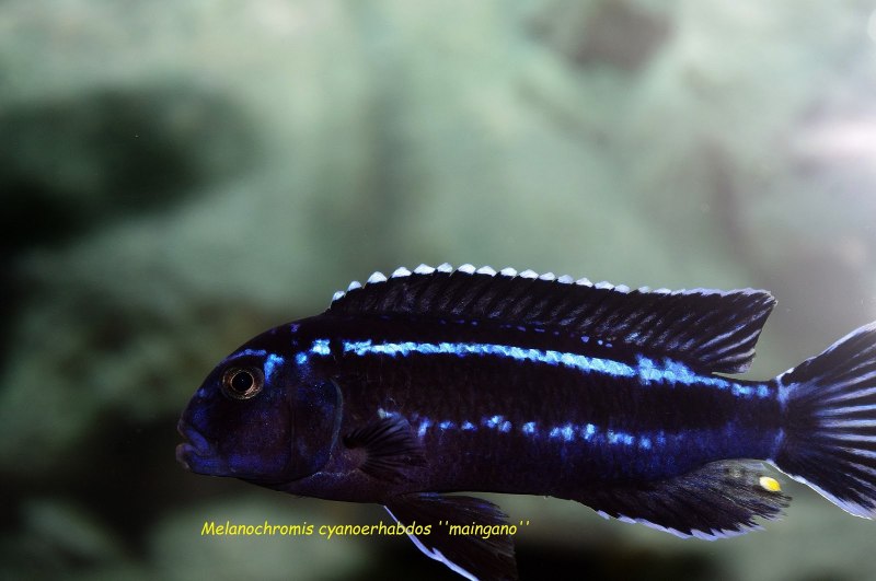 Melanochromis cyaneorhabdos