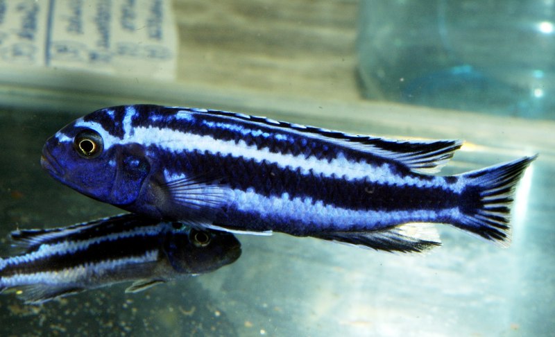 Melanochromis lepidiadaptes