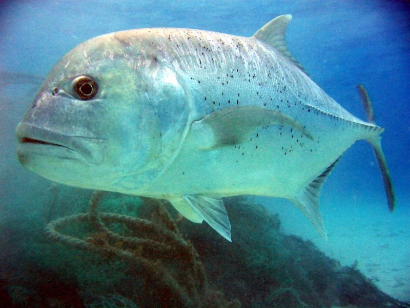 Ibrahim Sultan Fish_1087