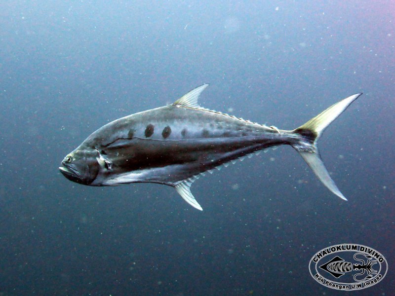 Queenfish рыба