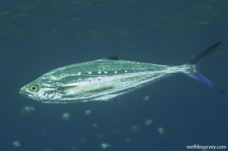Scomberoides lysan