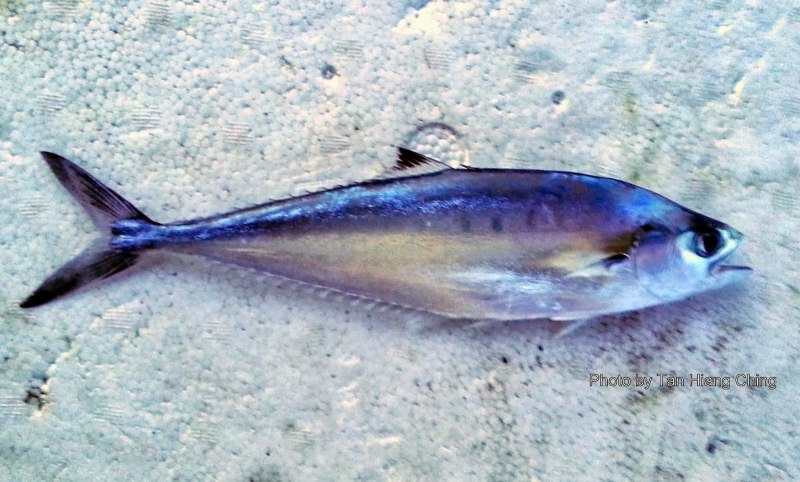 Ariopsis Felis