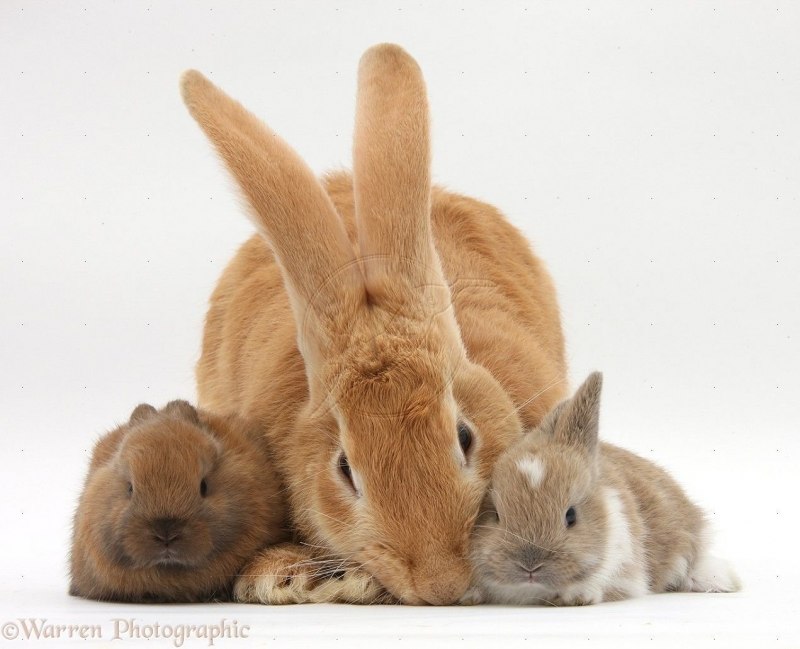 Коричневый кролик