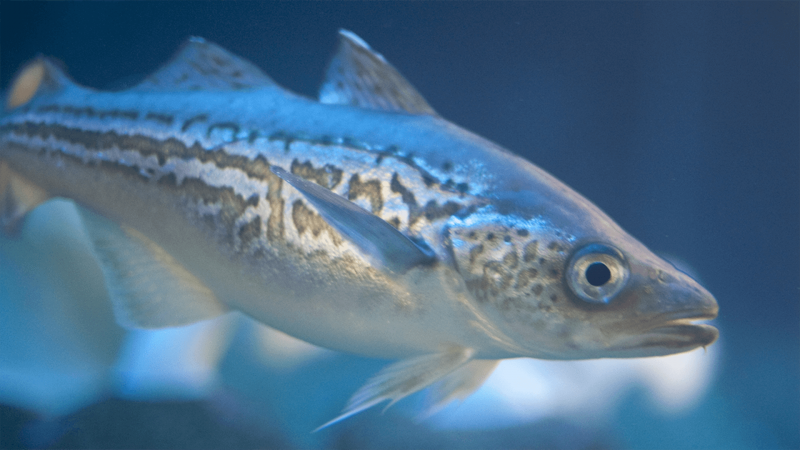 Минтая Alaska Pollock