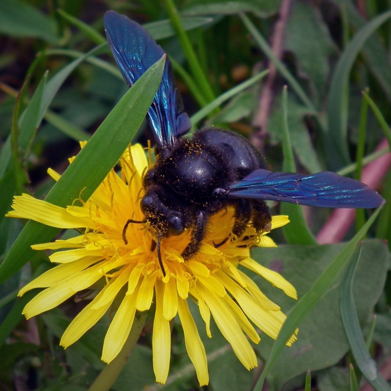 Пчела-плотник Xylocopa Valga