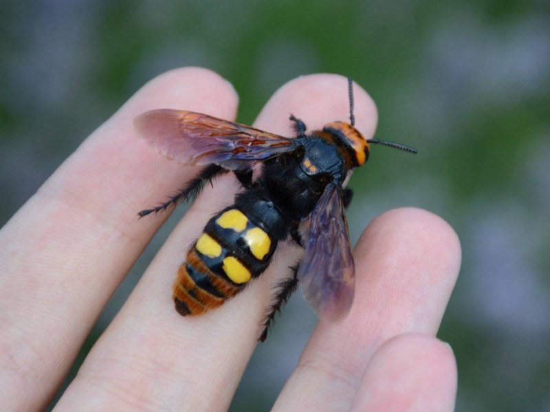 Пчела-плотник обыкновенная (Xylocopa Valga)