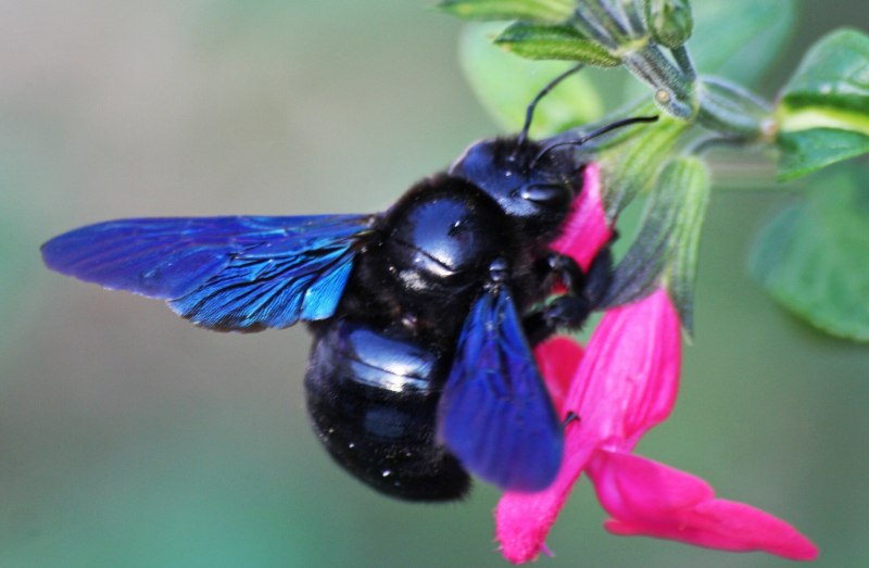 Пчела-плотник Xylocopa Valga Gerstaecker, 1872