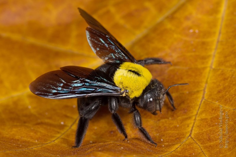 Шмель-плотник фиолетовый( Xylocopa violacea )Википедия