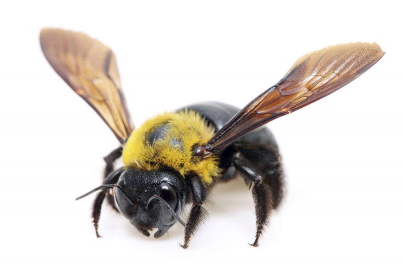 Пчела-плотник Xylocopa Valga Gerstaecker, 1872