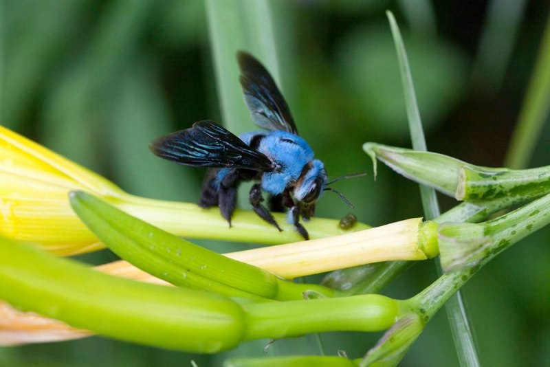 Carpenter Bees