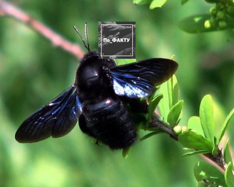 Пчела-плотник Xylocopa Valga