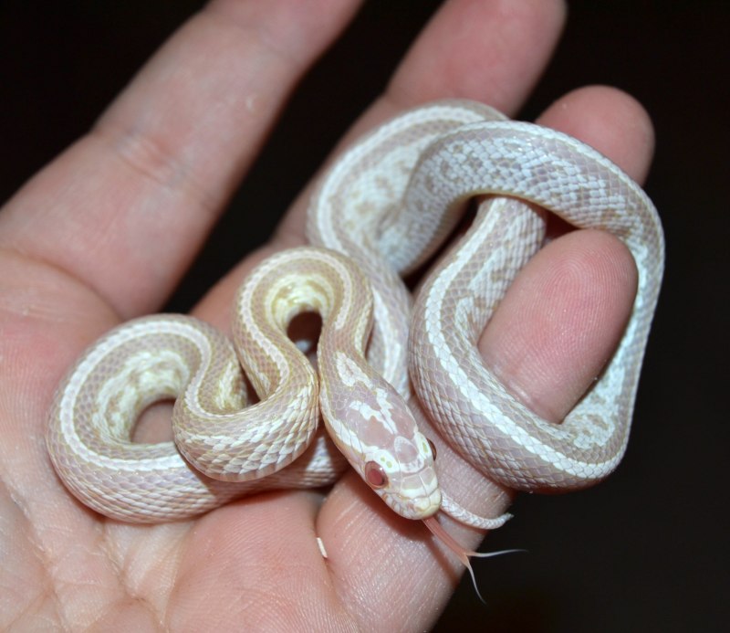 Королевская змея Калифорнийская Albino
