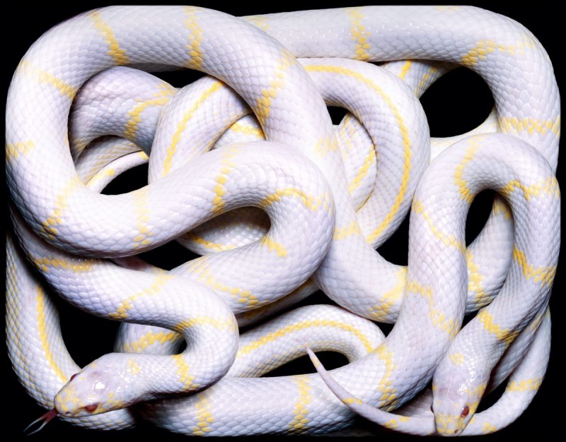 Королевская змея Калифорнийская Albino