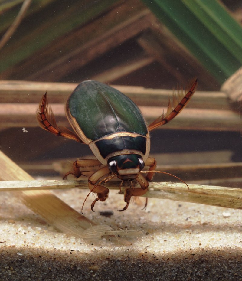 Широкий плавунец Dytiscus Latissimus