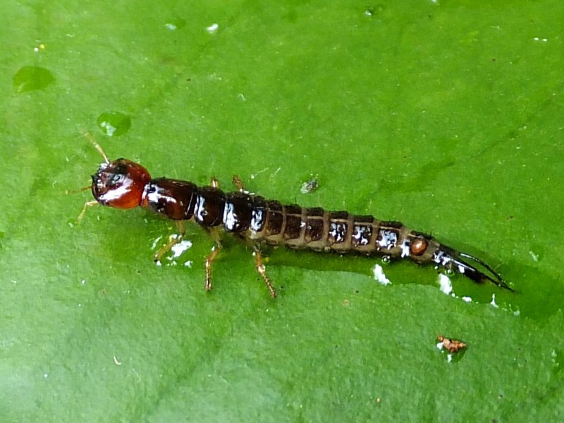 Жук-плавунец Dytiscus marginalis