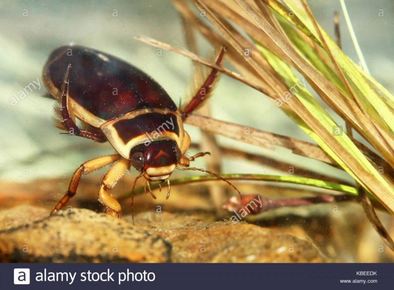 Жук-плавунец Dytiscus marginalis