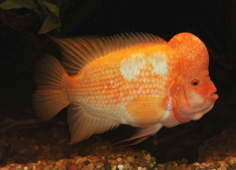 Amphilophus citrinellus