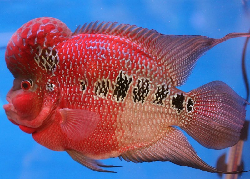 Herichthys cyanoguttatus