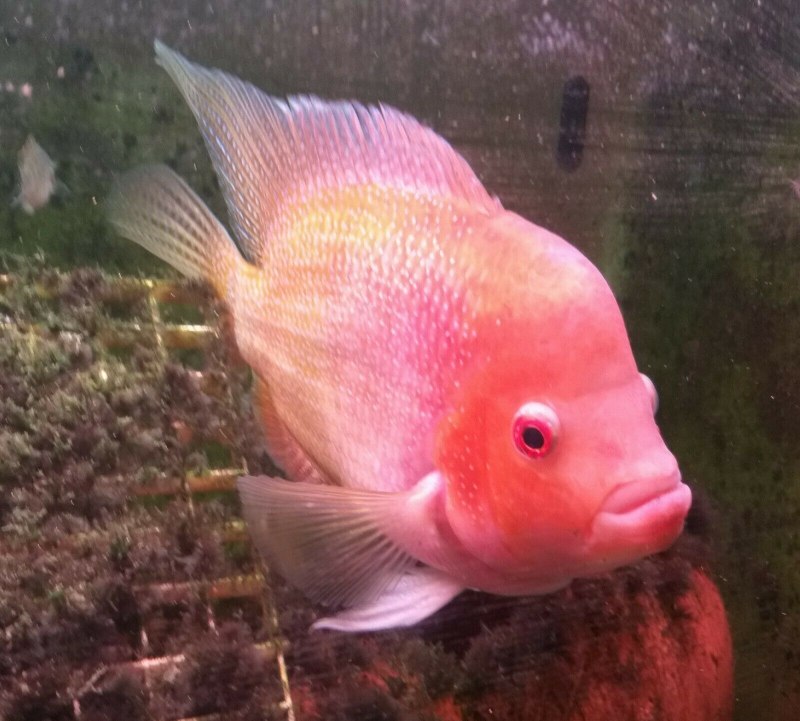 Цихлазома Цитроновая Amphilophus citrinellus