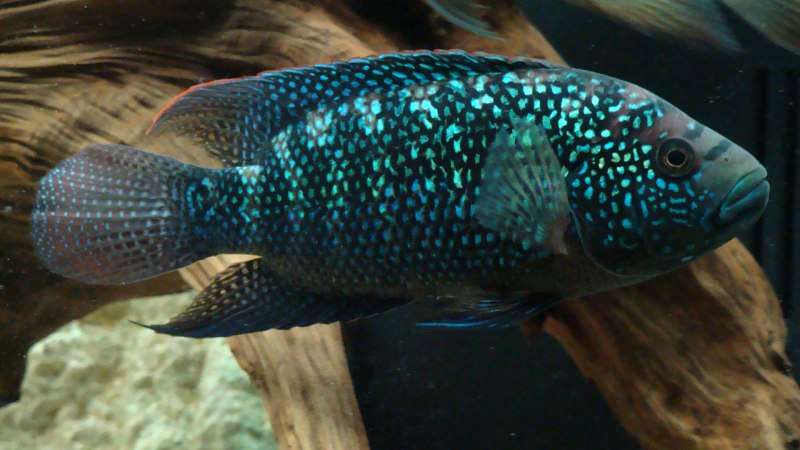 Цихлазома Фловер Хорн (Cichlasoma SP. Flower Horn)