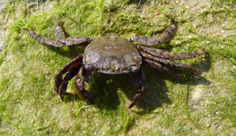 Крабы Pachygrapsus