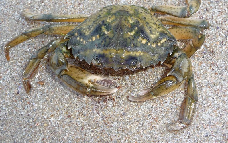 Крабы Средиземного моря Турция
