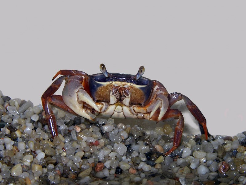 Каменный краб черного моря