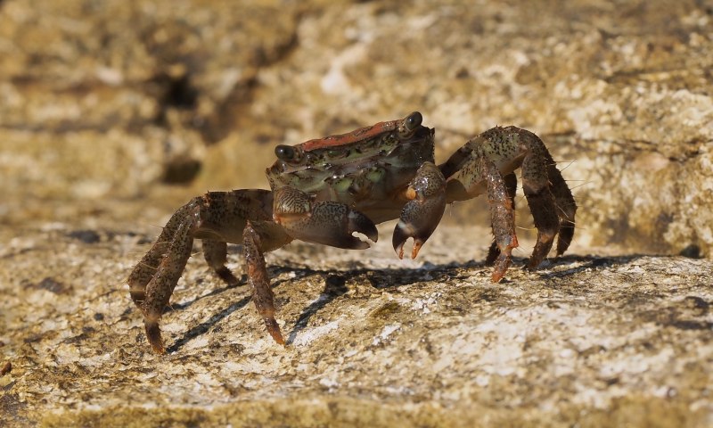 Краб Pachygrapsus marmoratus