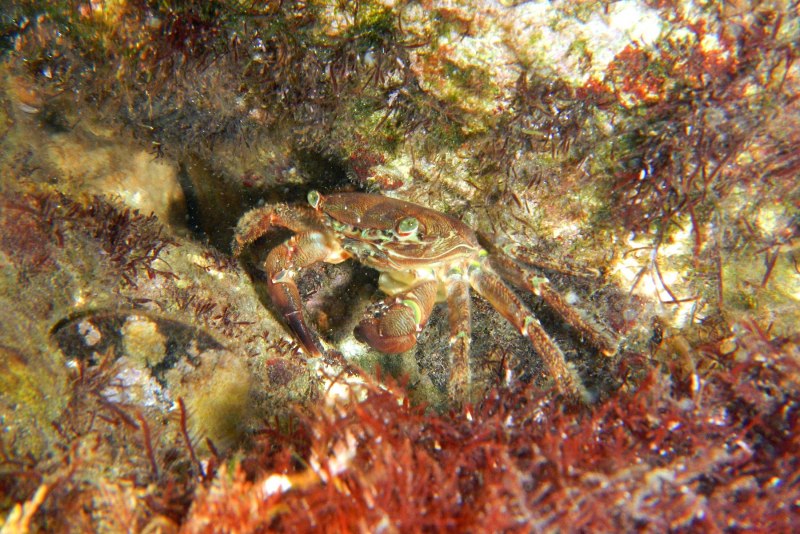 Крабы Pachygrapsus