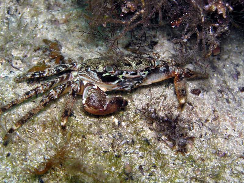 Краб Краснюк черное море