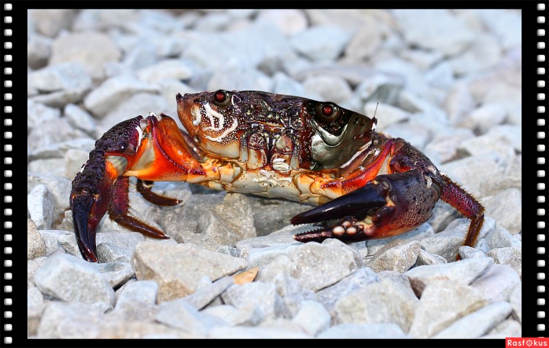 Pachygrapsus marmoratus