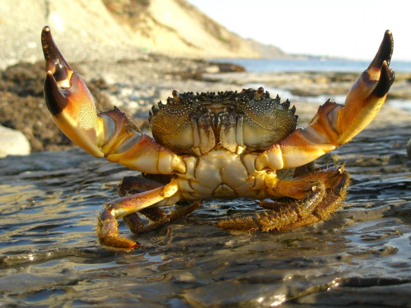 .Liocarcinus arcuatus.