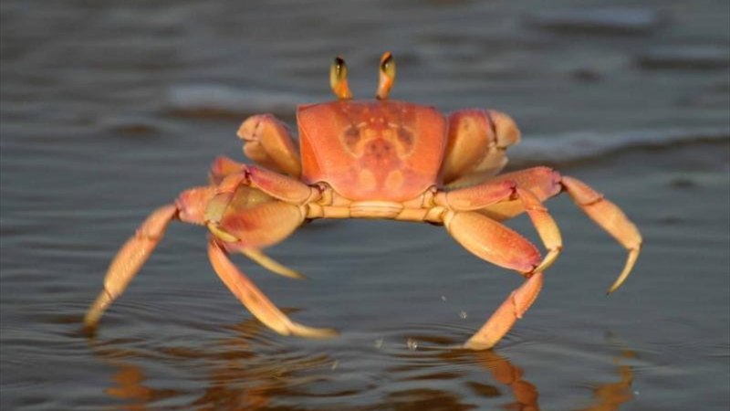 Crab Shell