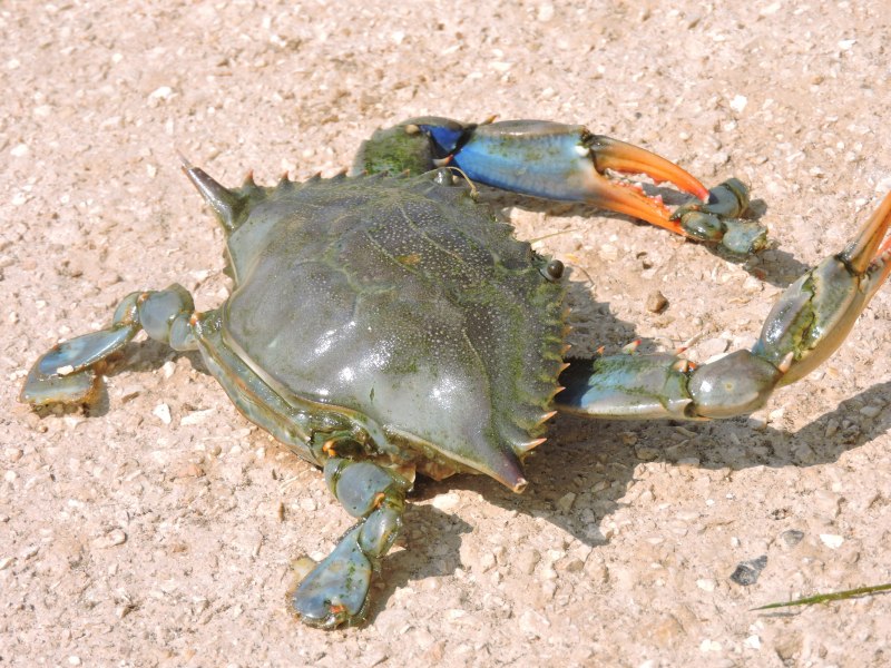 Каменистый краб черного моря