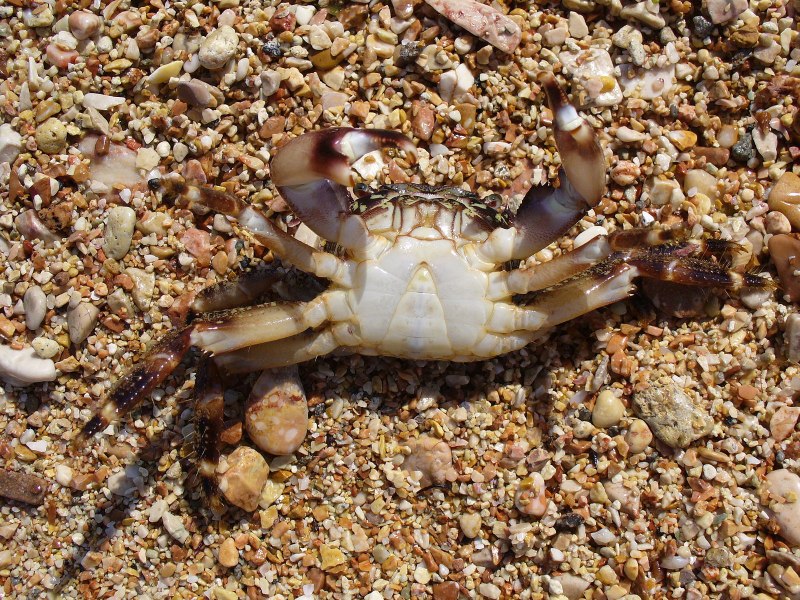Крабы Pachygrapsus