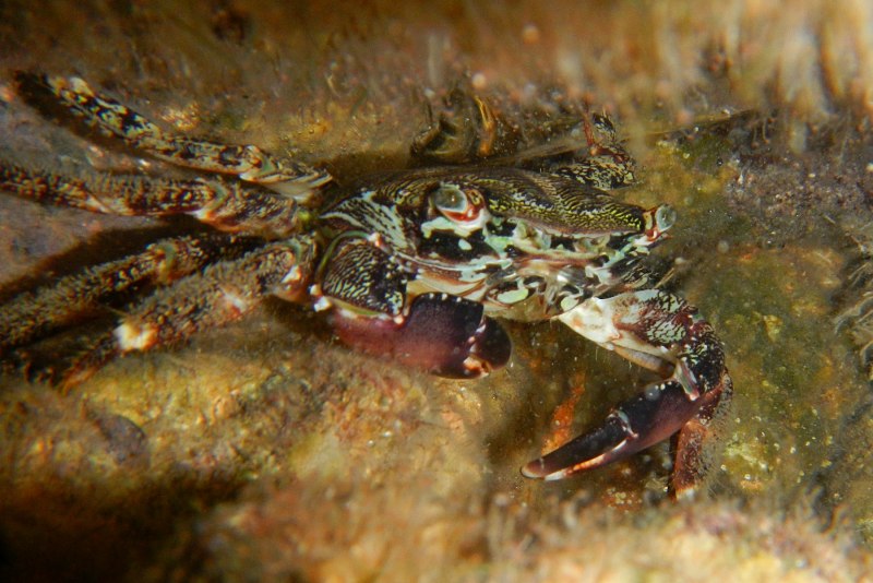 Краб Pachygrapsus marmoratus