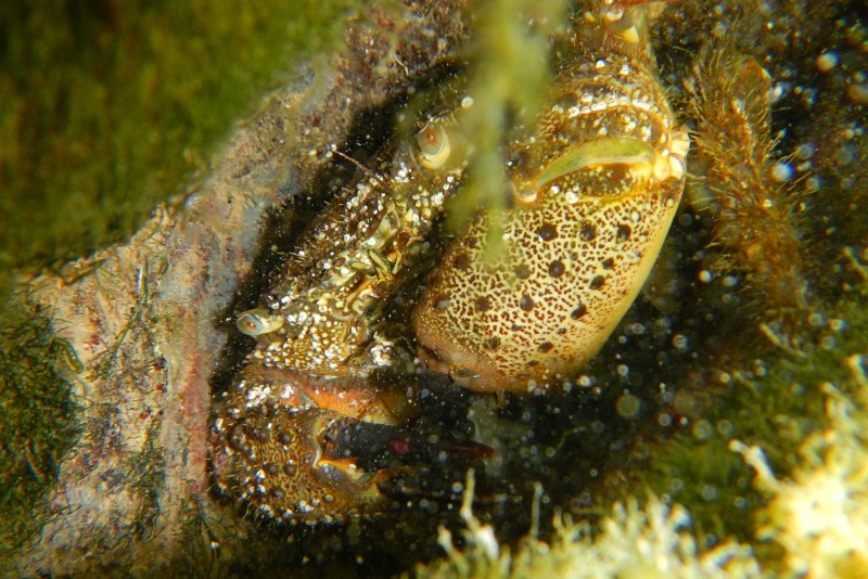 Мраморный краб (лат. Pachygrapsus marmoratus)